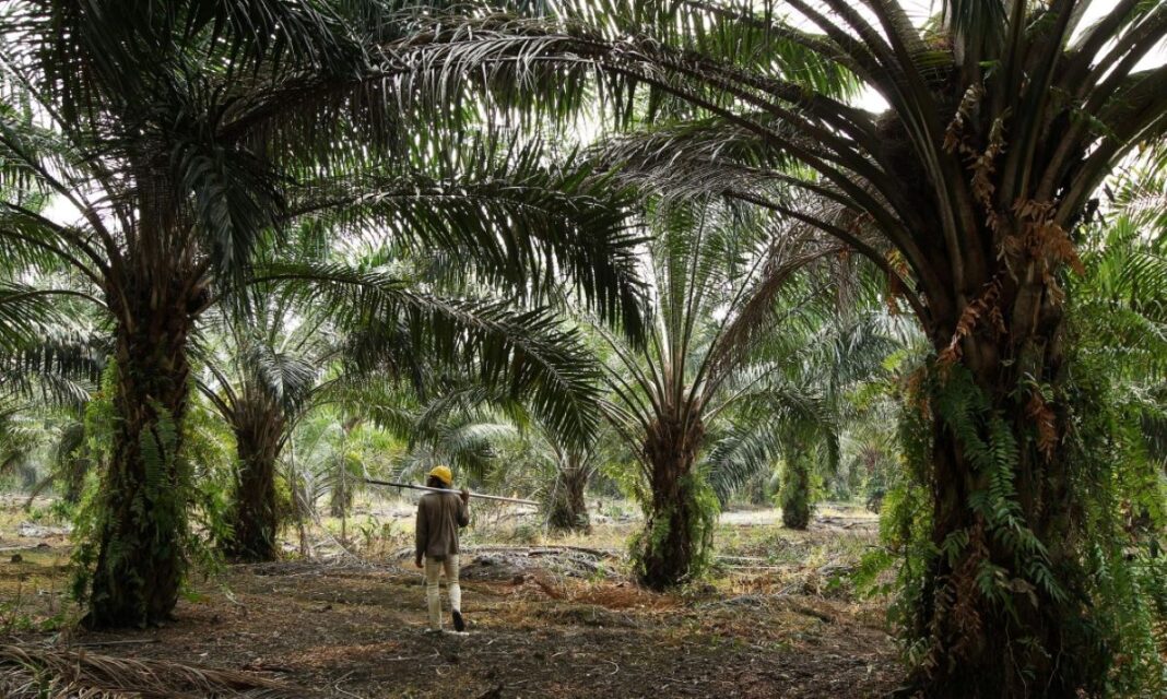 Dayak Oil Palm Planters Association